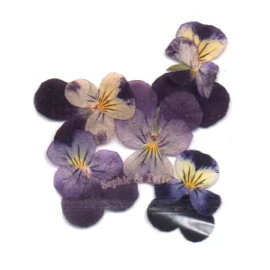Violet Flower Pressed Real Dried Flowers (12 pieces)